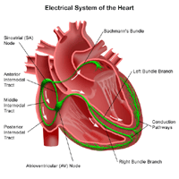 conduction system of the heart gif