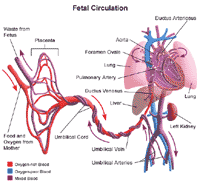 fetal heart circulation pathway