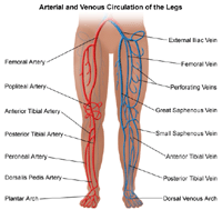 Peripheral Vascular Disease and Poor Circulation in Legs: Are they related?  - Peripheral Vascular Associates